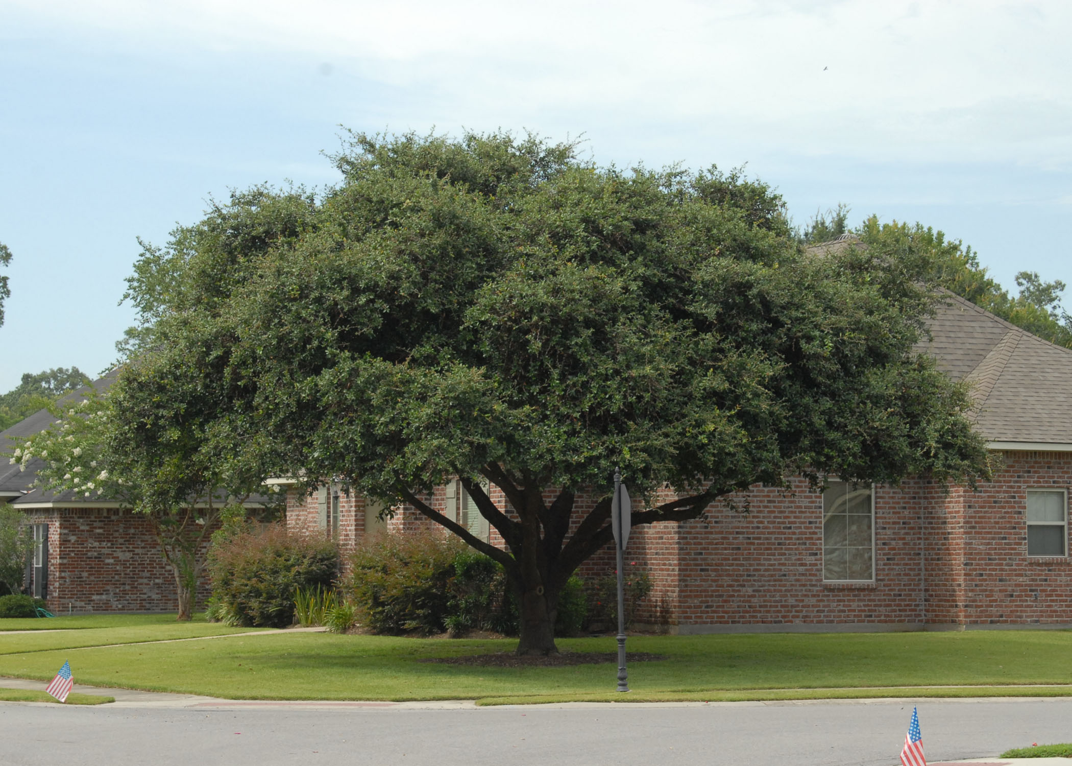 Shade trees provide benefits in home landscapes 